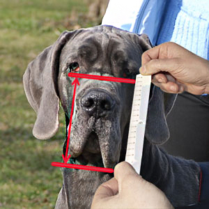 Spend several minutes and measure your Canine
thoroughly