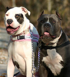  K9 Dog dog HS Coupler for large breed