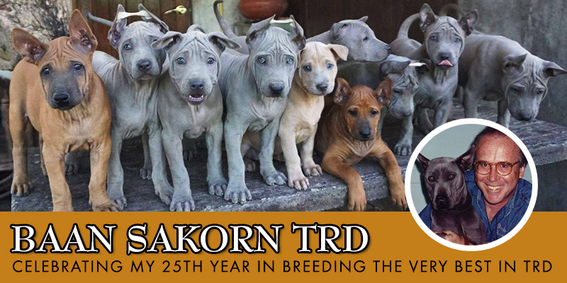 Thai 
Ridgeback Dogs